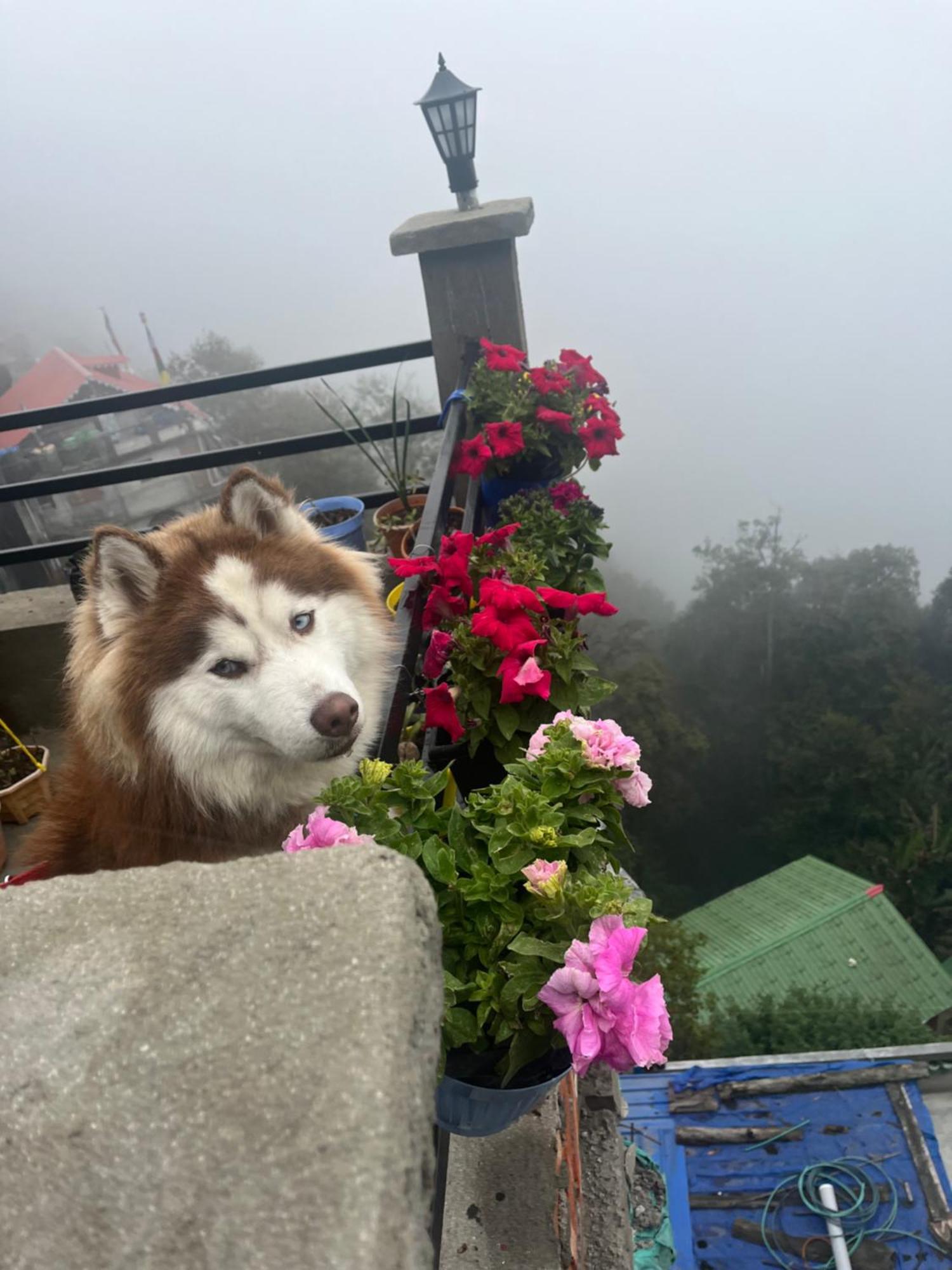 Shalom Inn Home Stay Dárdžiling Exteriér fotografie