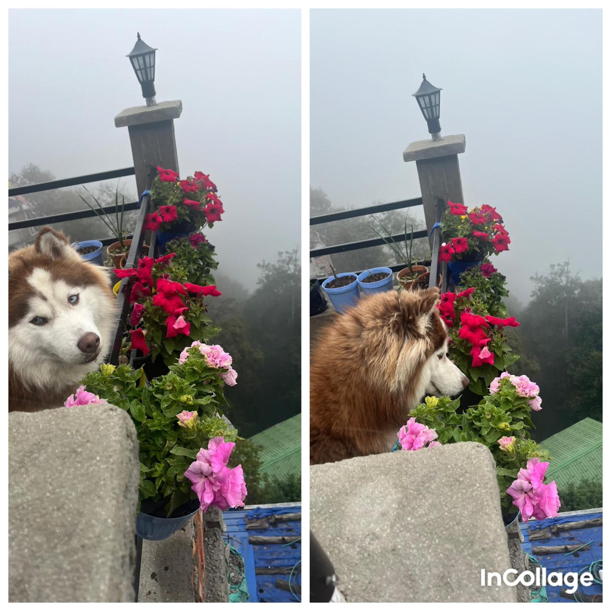Shalom Inn Home Stay Dárdžiling Exteriér fotografie
